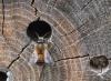 Osmia bicornis